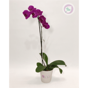 Planta orquidea