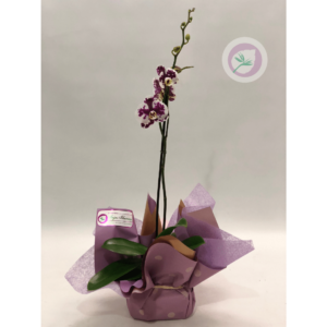 Regala una hermosa Planta de Orquídea en cualquier momento especial, con envio GRATIS! en Medellín, el área metropolitana y el Oriente Antioqueño.